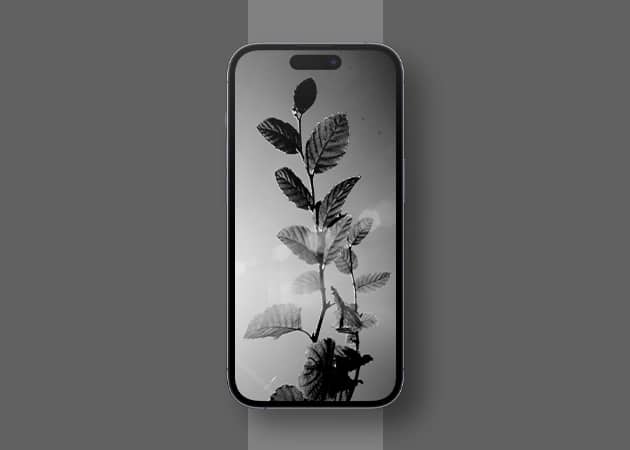 Black plant iPhone wallpaper