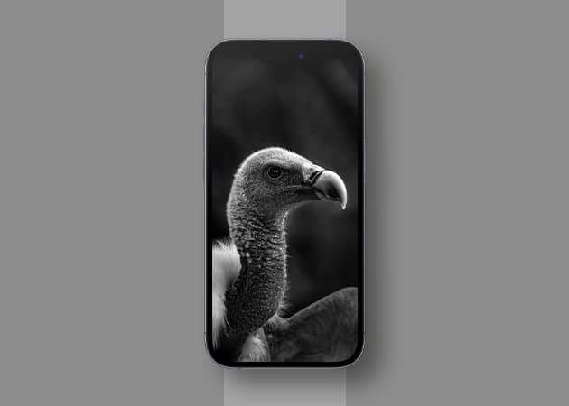 Vulture iphone black wallpaper 1 Vulture iPhone black wallpaper